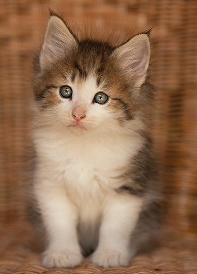 Loki - 7 weeks old