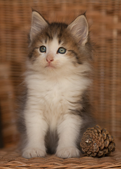 Loki - 7 weeks old