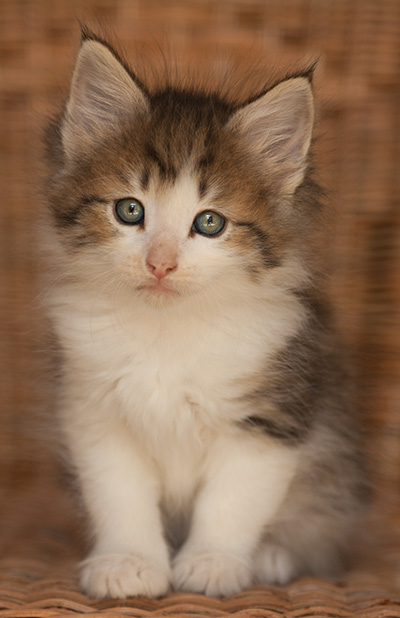 Loki - 7 weeks old