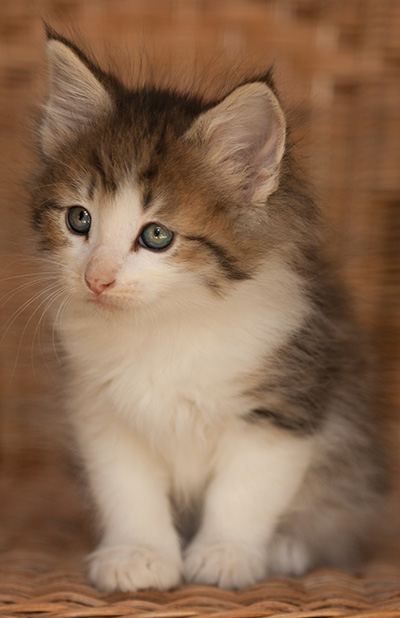 Loki - 7 weeks old