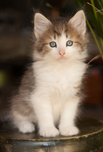 Loki - 7 weeks old