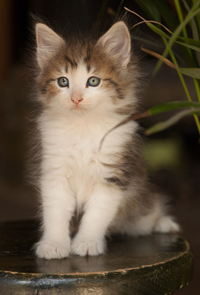 Loki - 7 weeks old