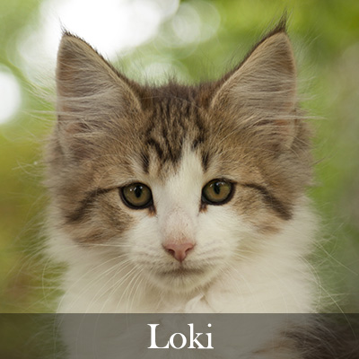 Loki