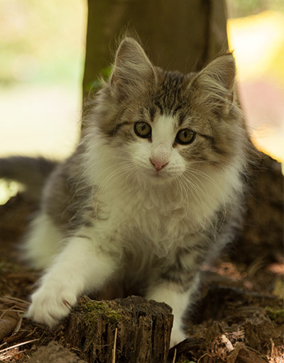 Lucrece - 12 weeks old