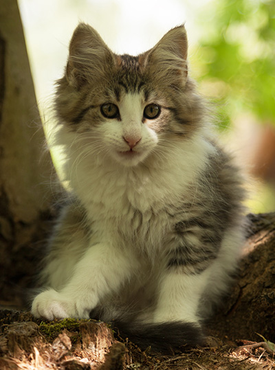 Lucrece - 12 weeks old