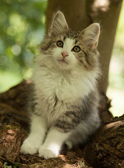 Lucrece - 12 weeks old