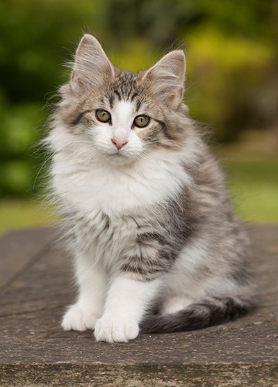 Lucrece - 12 weeks old