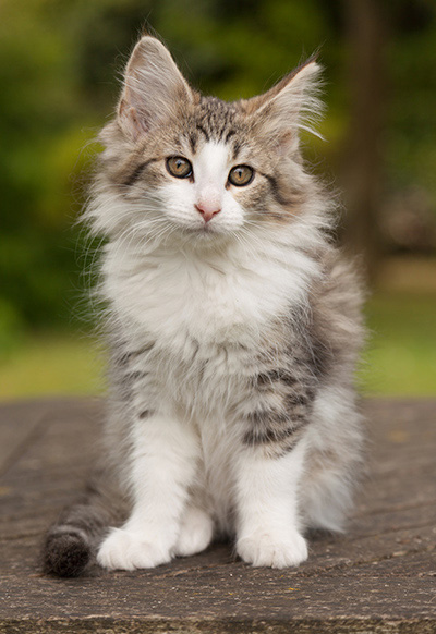 Lucrece - 12 weeks old
