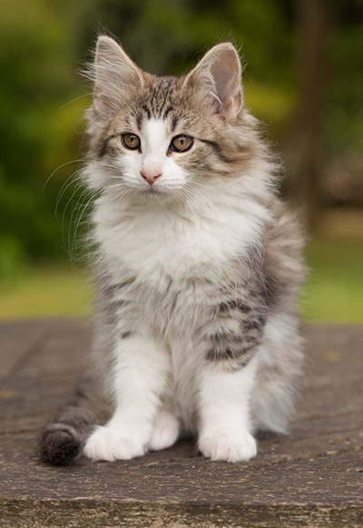 Lucrece - 12 weeks old