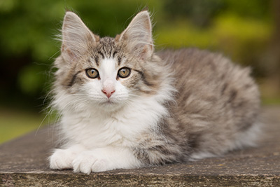 Lucrece - 12 weeks old