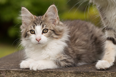Lucrece - 12 weeks old