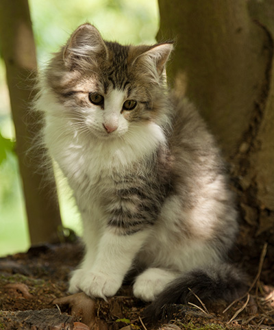 Lucrece - 12 weeks old