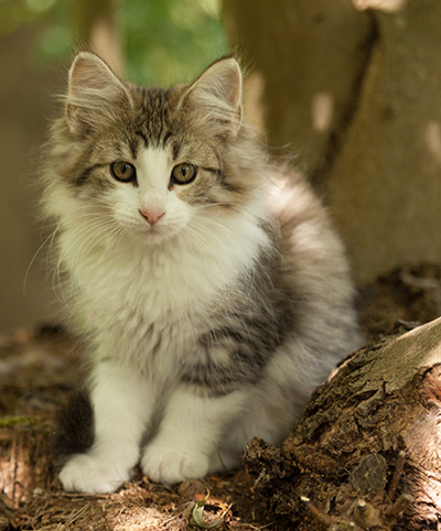 Lucrece - 12 weeks old
