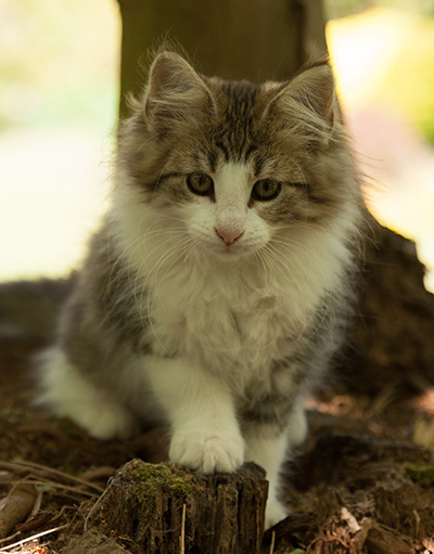 Lucrece - 12 weeks old