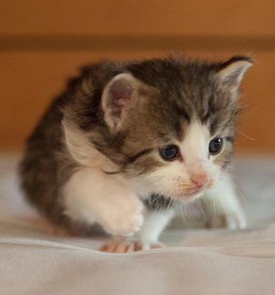 Lucrece - 3 weeks old
