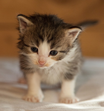 Lucrece - 3 weeks old
