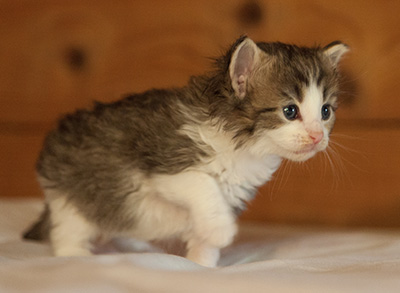 Lucrece - 3 weeks old