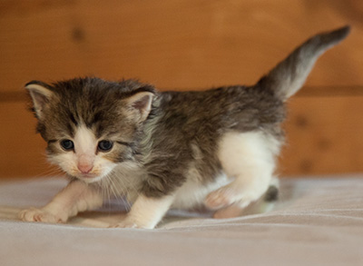 Lucrece - 3 weeks old