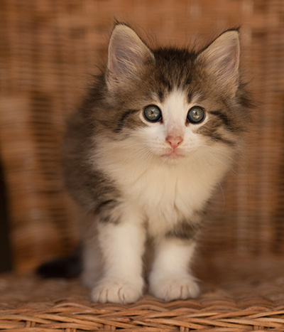 Lucrece - 7 weeks old