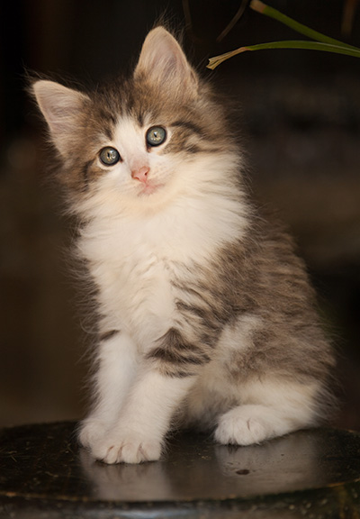 Lucrece - 7 weeks old