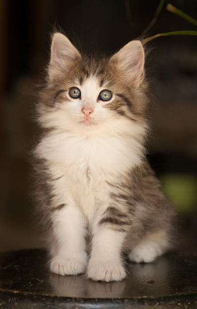 Lucrece - 7 weeks old