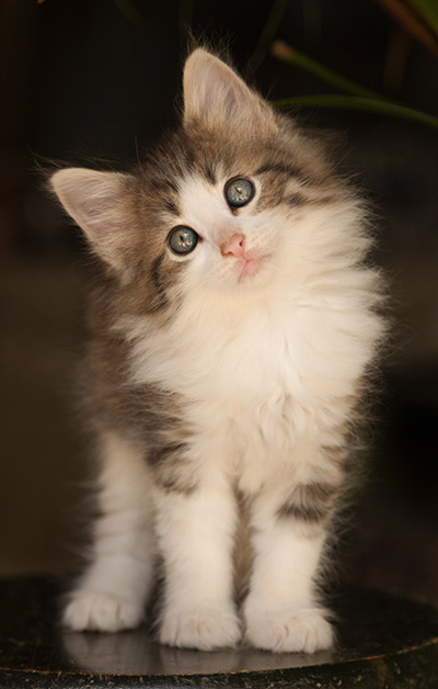 Lucrece - 7 weeks old