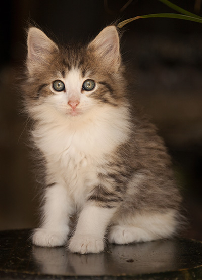 Lucrece - 7 weeks old