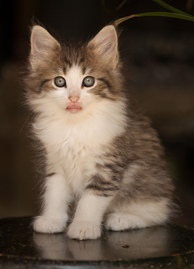 Lucrece - 7 weeks old