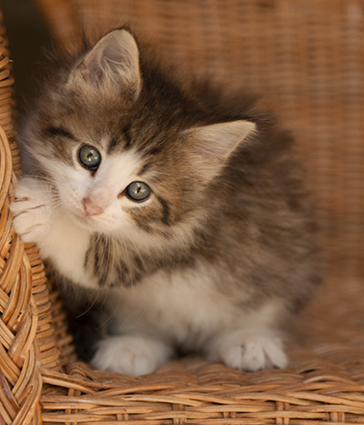 Lucrece - 7 weeks old