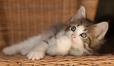 Lucrece - 7 weeks old