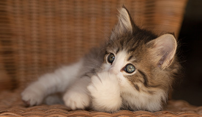 Lucrece - 7 weeks old