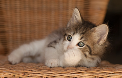 Lucrece - 7 weeks old