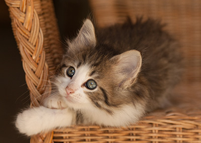 Lucrece - 7 weeks old