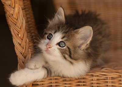 Lucrece - 7 weeks old