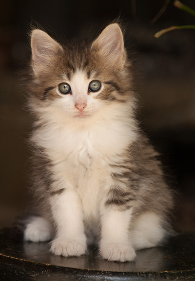 Lucrece - 7 weeks old