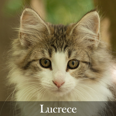 Lucrece