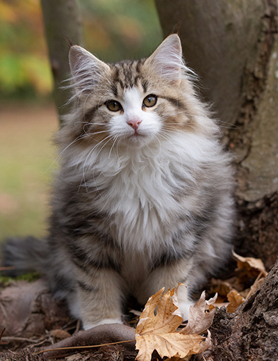 Octavia - 13 weeks old
