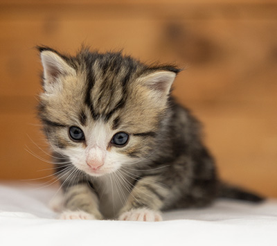 Octavia - 3 weeks old