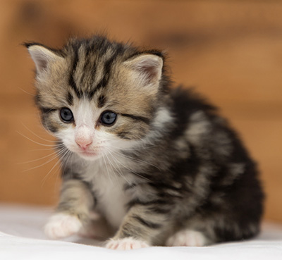 Octavia - 3 weeks old