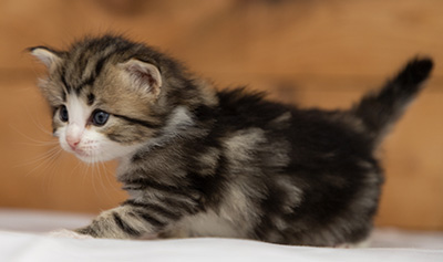 Octavia - 3 weeks old