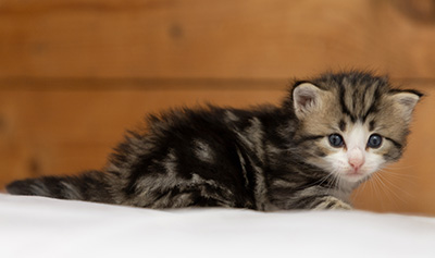 Octavia - 3 weeks old