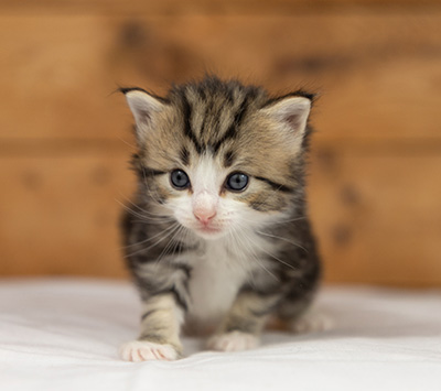 Octavia - 3 weeks old