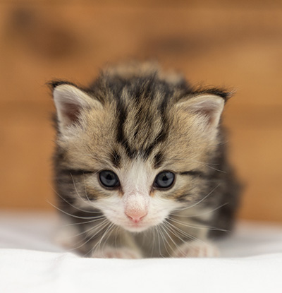 Octavia - 3 weeks old