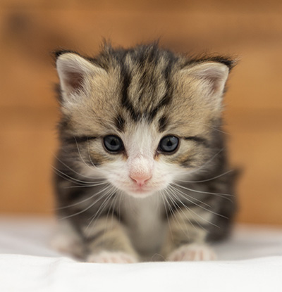 Octavia - 3 weeks old