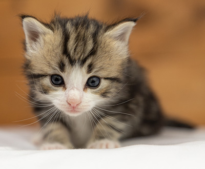 Octavia - 3 weeks old