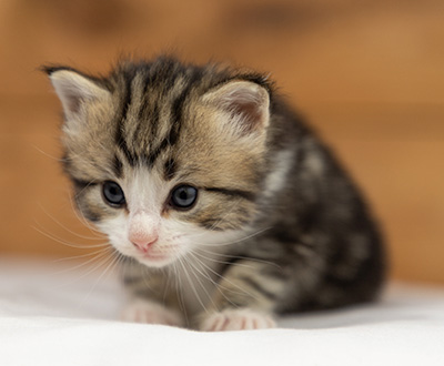 Octavia - 3 weeks old