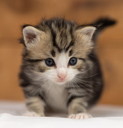 Octavia - 3 weeks old
