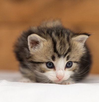 Octavia - 3 weeks old