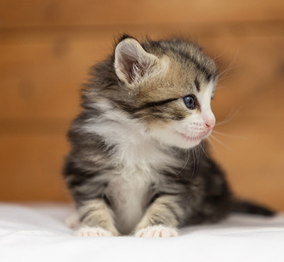 Octavia - 3 weeks old