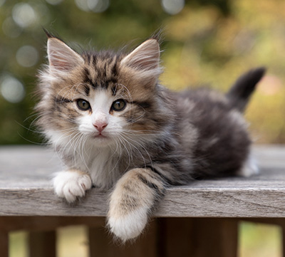 Octavia - 7 weeks old